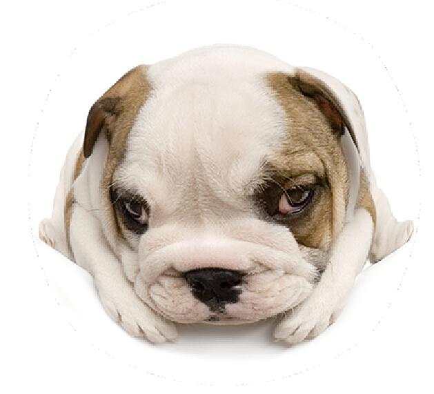 多多得了细小,翻出以前自己做的文章,感觉在打自己的脸