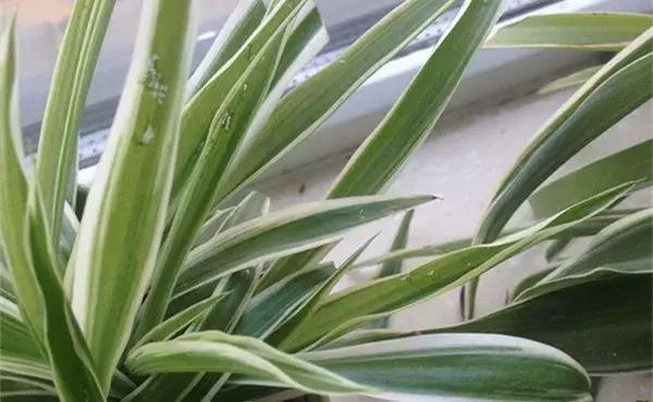 绿萝叶片不翠绿,绿萝长得很茂密