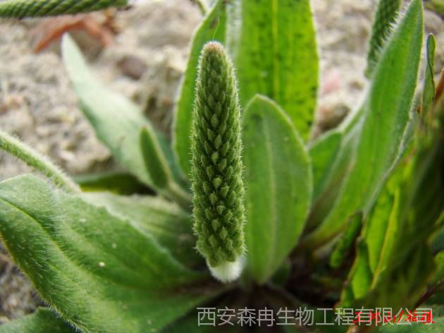 车前子的叶子的作用,车前草是一种难得的中草药