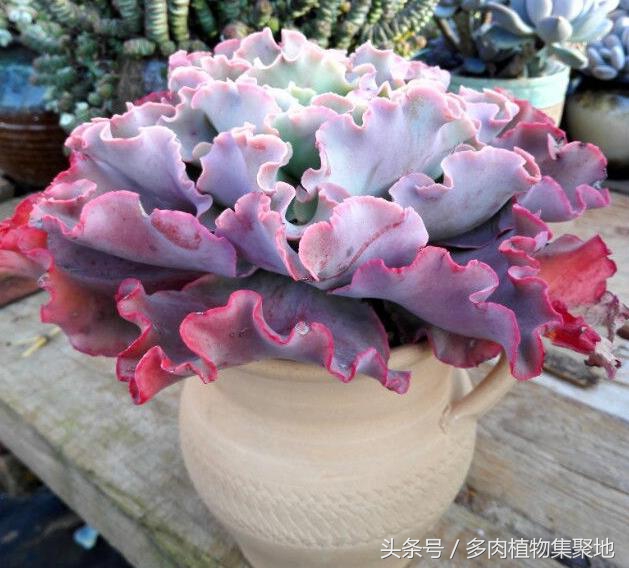 多肉植物怎么养护才能快速生根,种植多肉植物怎样顺利服盆和生根