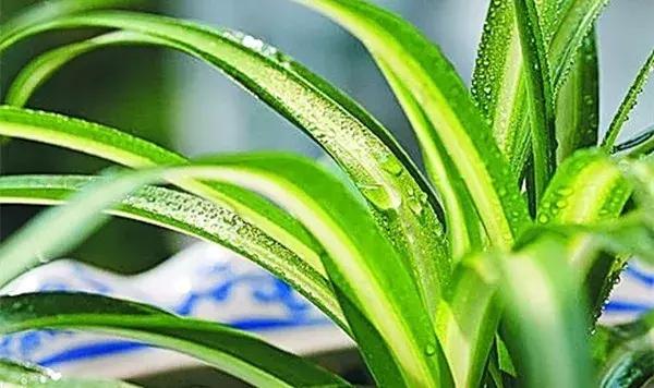 绿萝叶片不翠绿,绿萝长得很茂密