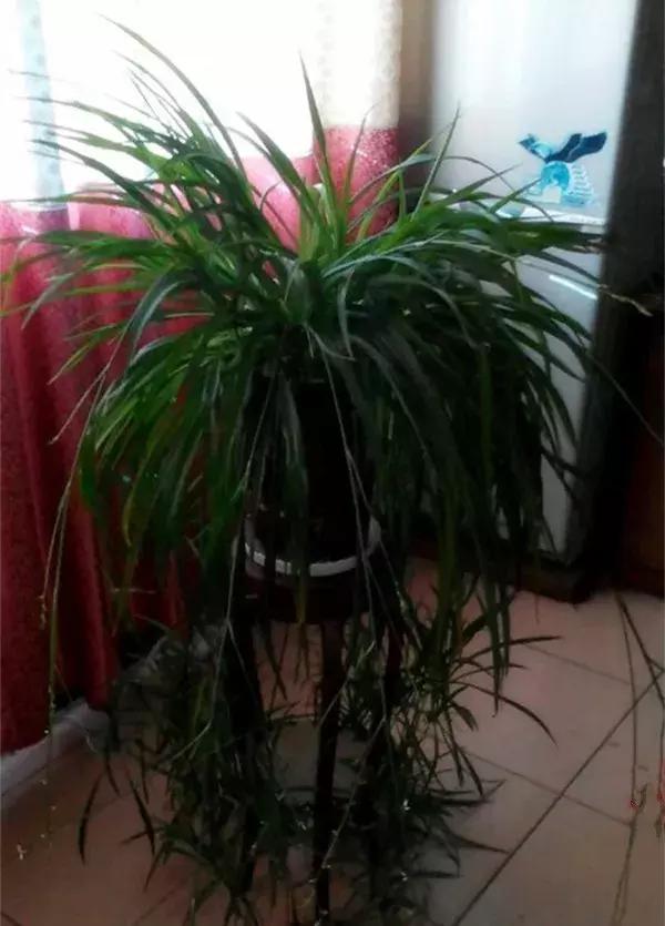 绿萝叶片不翠绿,绿萝长得很茂密