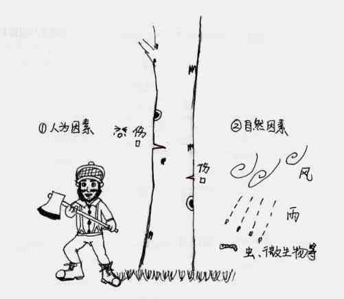 白桦茸——从寄人篱下到上房揭瓦,原来你是这样的菌宝宝