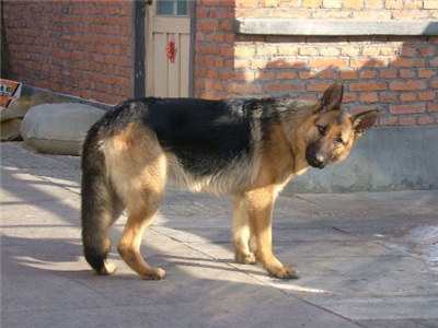 德国牧羊犬受孕后的表现,德国牧羊犬怀孕