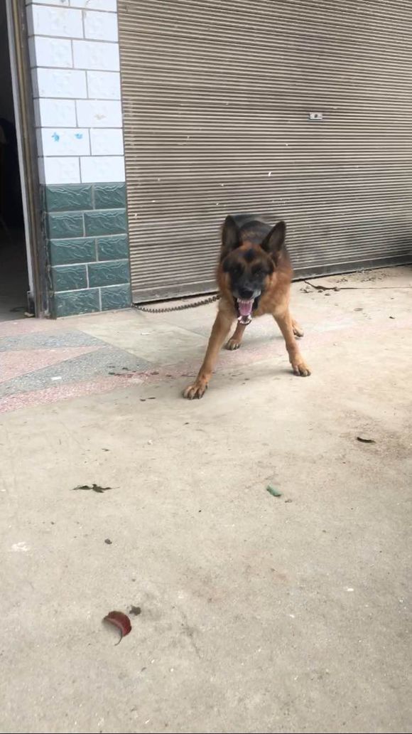 如果狗狗不认主怎么办,如果狗狗不认识你了怎么办