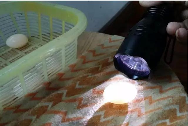 乌龟蛋在自然条件下怎么孵化,养一只乌龟下蛋了能孵化出来吗