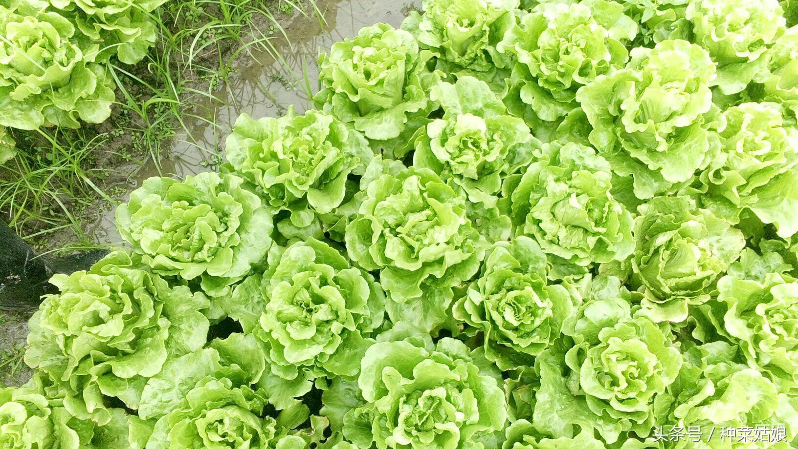 阳台生菜种植方法全过程,冬天阳台种植生菜的正确方法