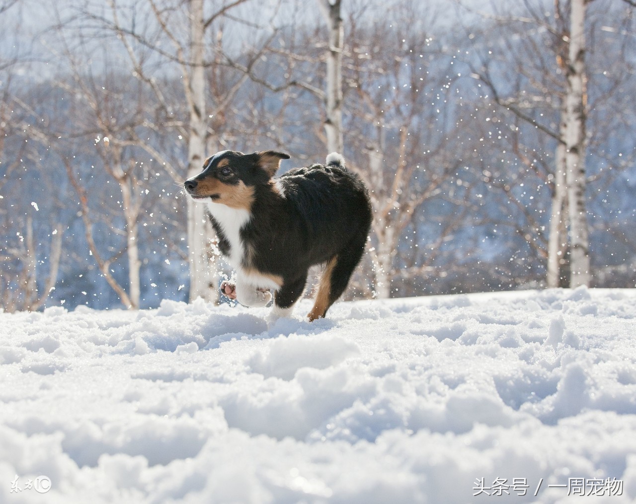 边境牧羊犬是什么品种,边境牧羊犬的特点和习性