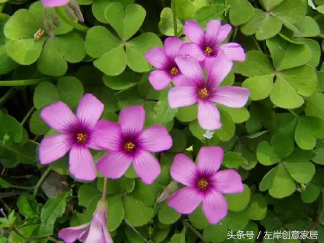 100种室内植物大全,户外小景观植物大全