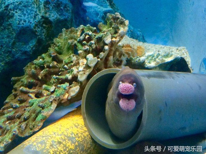 澶ц劯鐚殑鐑︽伡,澶ц劯鐚殑鐑︽伡瑙h