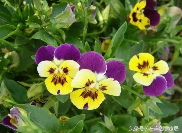 100种室内植物大全,户外小景观植物大全