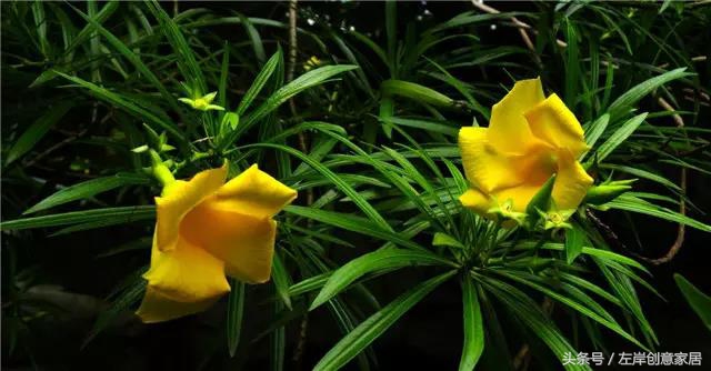 100种室内植物大全,户外小景观植物大全