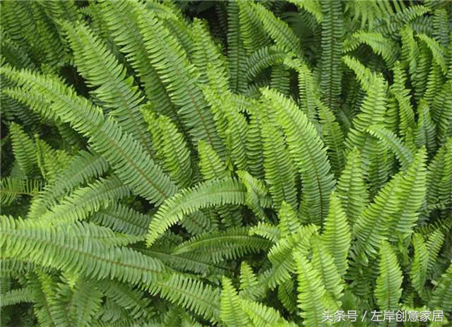 100种室内植物大全,户外小景观植物大全