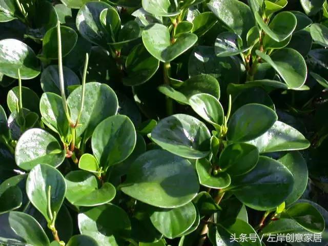100种室内植物大全,户外小景观植物大全