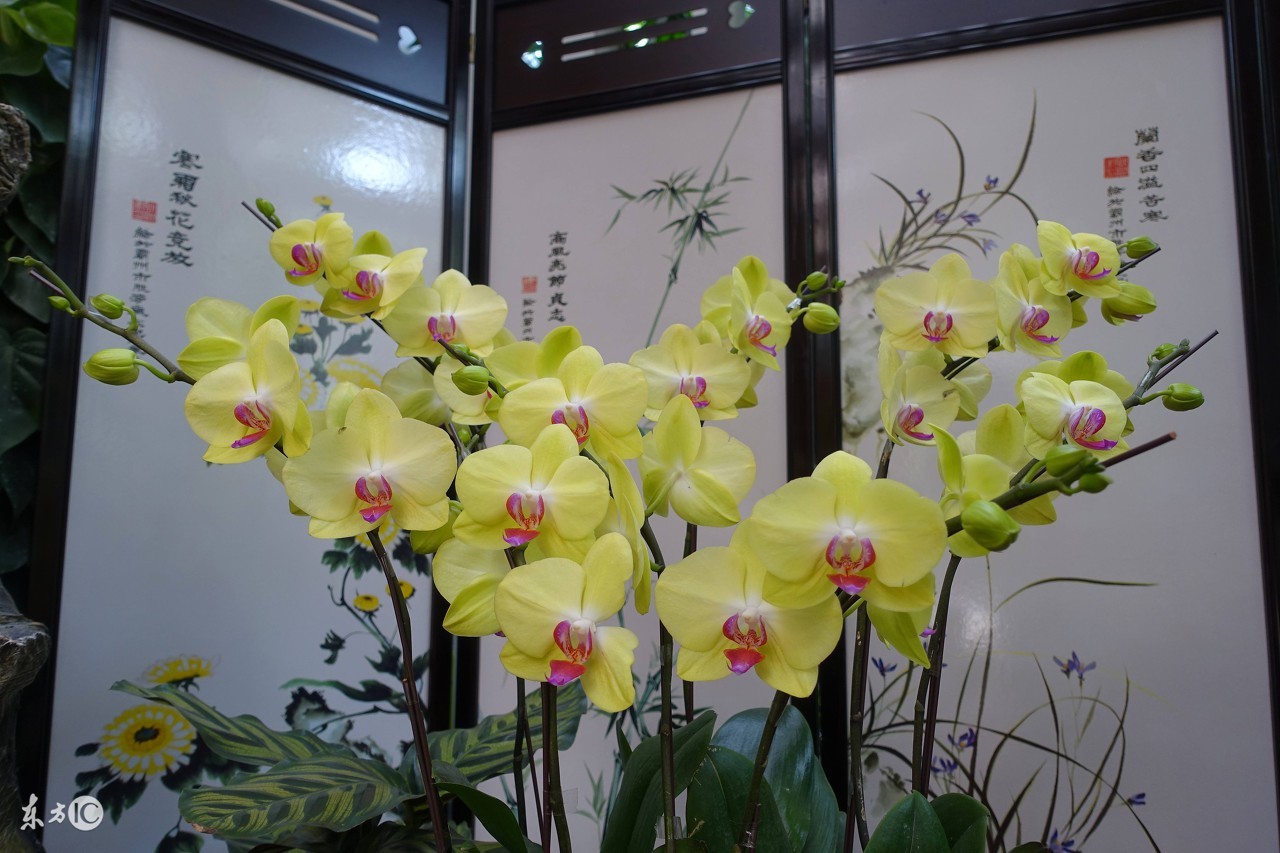 生肖鸡哪年遇红鸾和天喜,生肖鸡出生二十四小时吉运