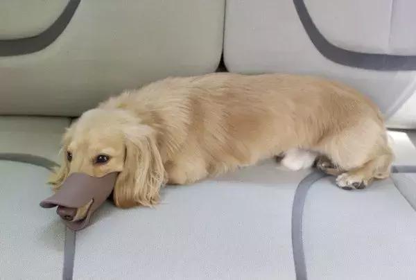 测一测你家狗能活多久!