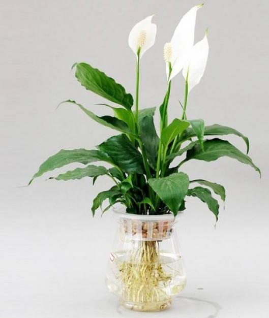 水培地瓜带来的惊喜,蓝色惊喜水培多肉