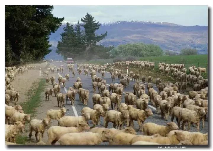 周杰伦喜欢的白葡萄酒,周杰伦喜欢喝什么酒