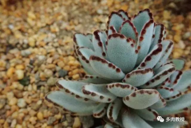 大连多肉在野外的生长环境,常见的一些多肉品种