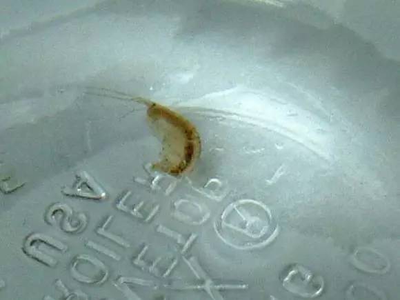 海缸好玩的小生物,海缸稀奇生物