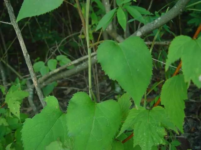 开春挖野菜教你轻松识别18种野菜,您知道春季最养肝护肝的野菜吗