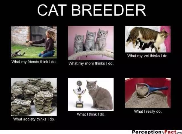 传说中的发情期到了！让猫咪释放欲望还是绝育？