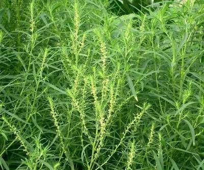 开春挖野菜教你轻松识别18种野菜,您知道春季最养肝护肝的野菜吗