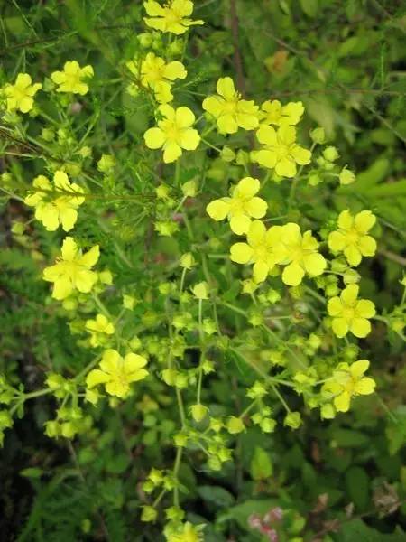 开春挖野菜教你轻松识别18种野菜,您知道春季最养肝护肝的野菜吗