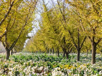 盐城踏青赏花攻略,盐城春暖花开一日游攻略