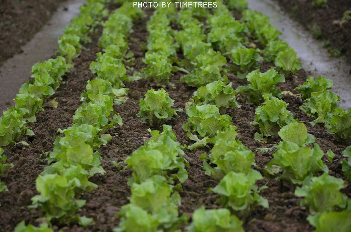 游玩增城新塘,游玩增城