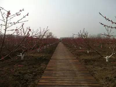 盐城踏青赏花攻略,盐城春暖花开一日游攻略