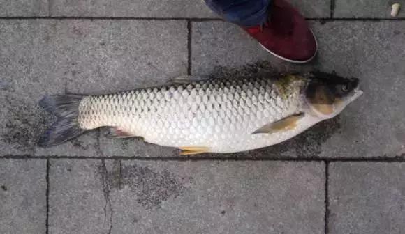 冬季钓鱼是老钓点好还是新钓点好,冬季钓鱼的钓点选择和天气