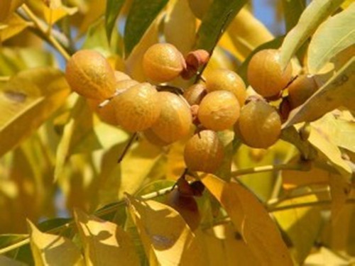 你认识无患子吗？你知道无患子有什么秘密吗？