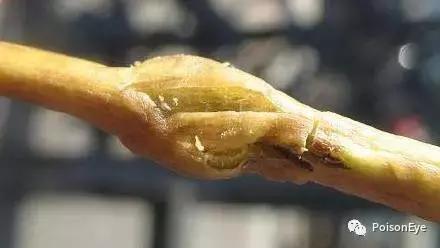 传承中华北京布鞋文化,传承老北京布鞋