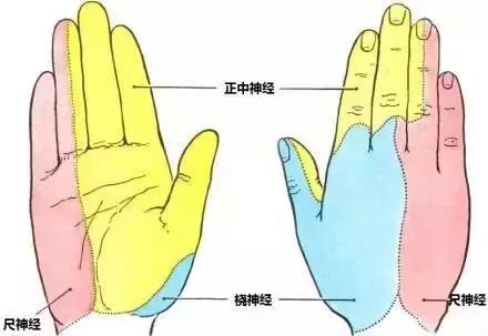 绘制神经系统的生理解剖图,人体骨骼血管神经系统解剖图