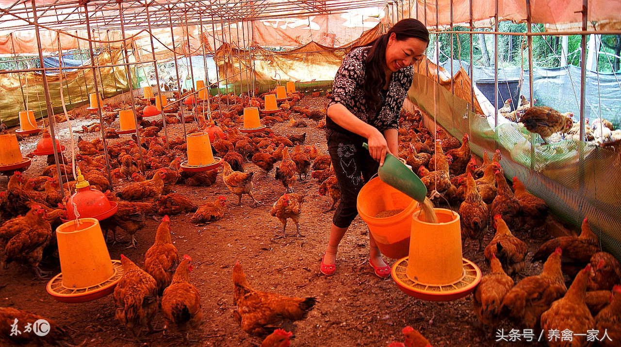 养鸡怎样防止鸡啄尾,养鸡头歪是什么原因