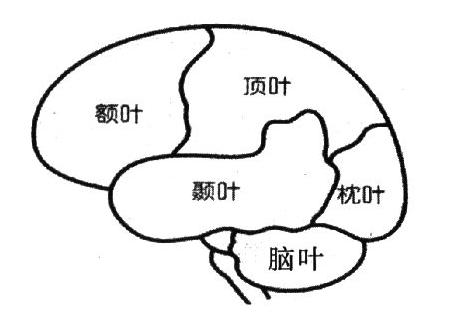 爱因斯坦大脑与众不同的奥秘所在,爱因斯坦大脑为什么比较聪明