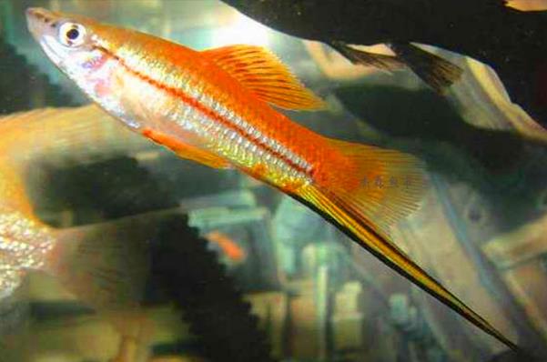 热带剑尾鱼生崽吗,热带小型鱼观赏鱼