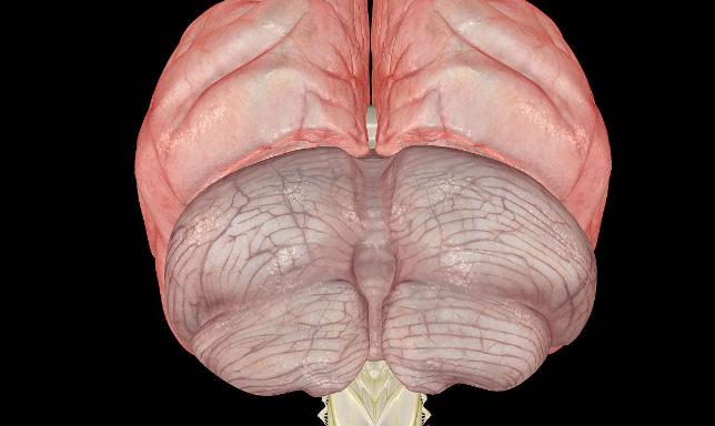 爱因斯坦大脑与众不同的奥秘所在,爱因斯坦大脑为什么比较聪明