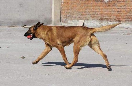 马犬要怎么管理,马犬的稳定性怎么训练