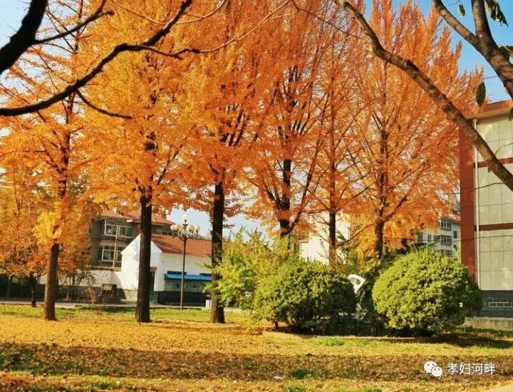 博山区银杏树,博山源泉淄博二中