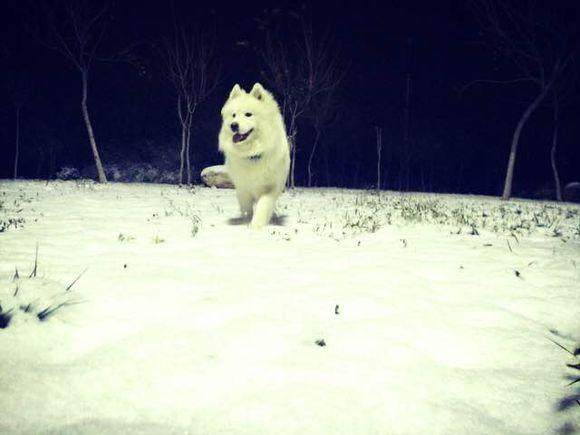 萨摩耶能斗得过狼吗,大型萨摩耶打架有多厉害