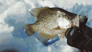 钓友福利打窝必备,钓鱼神器新型仿生鱼饵能钓一年