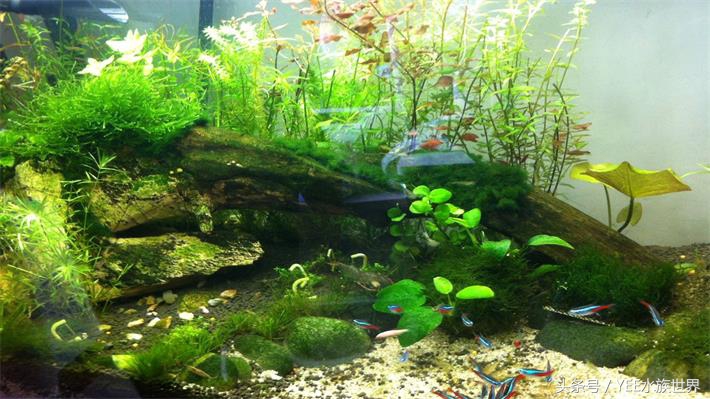 水草长不好什么原因,水草长得不好还长绿藻是怎么回事