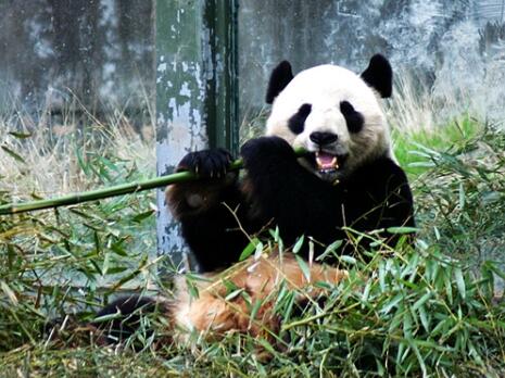 上海动物园和野生动物园哪个好玩,上海野生动物园面积多少平方千米