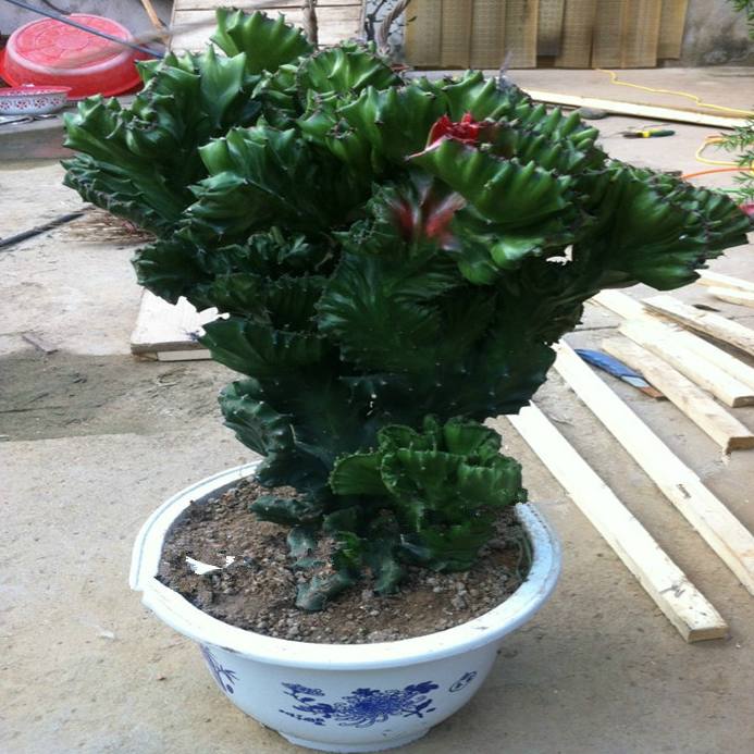 麒麟掌的毒性和危害,麒麟掌的汁液有没有毒素