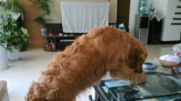 烫的卷毛用夹板拉直,羊卷毛用夹板拉直