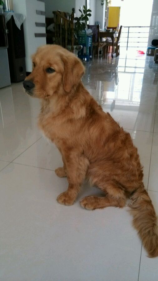 卷毛怎么用夹板拉直,金毛被主人说长得丑