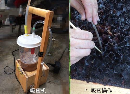 这“黑飞蚁”也叫蜜蜂，所有养蜂人都醉了