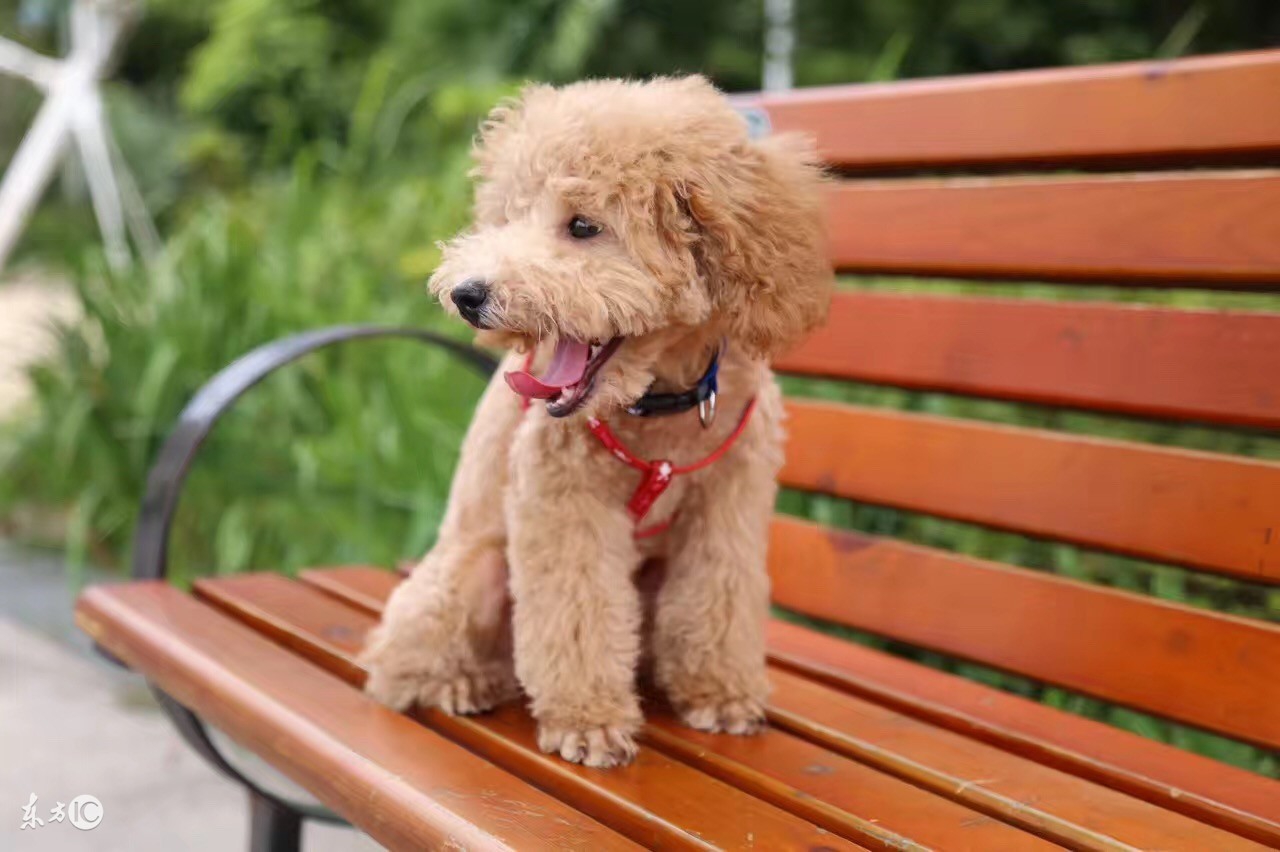 泰迪最少多少钱一只,纯种泰迪一般多少钱一只